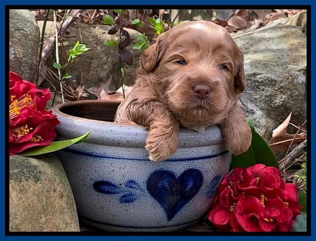 Hunnie Patrick Parson pups 3 wks old 31