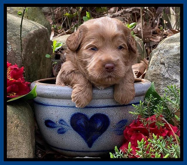 Hunnie Patrick Parson pups 3 wks old 51