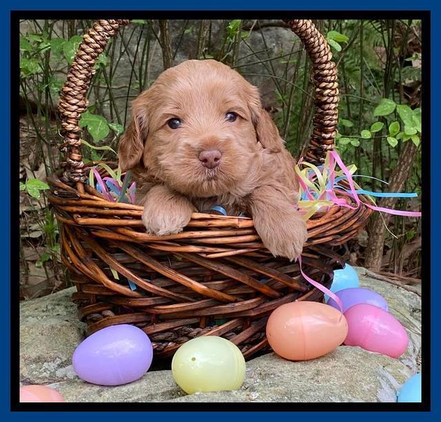 Hunnie Patrick Parson pups 4 wks old 31