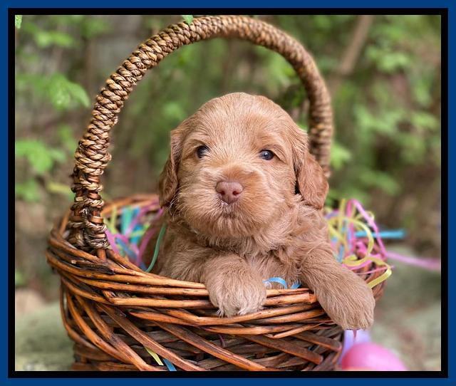 Hunnie Patrick Parson pups 4 wks old 41