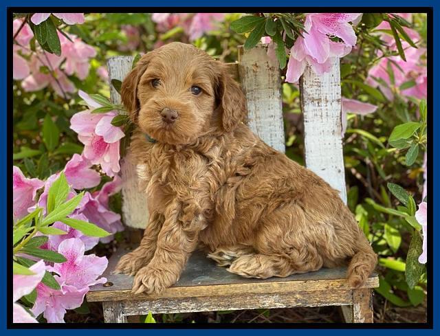 Hunnie Patrick Parson pups 6 wks old 11