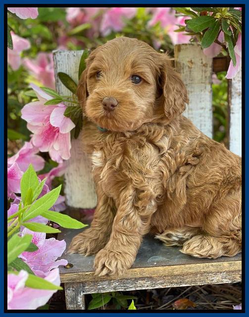 Hunnie Patrick Parson pups 6 wks old 31