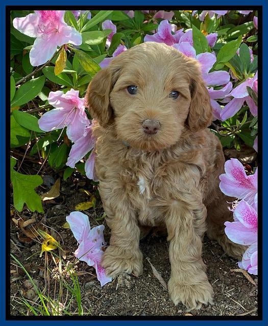 Hunnie Patrick Parson pups 6 wks old 41