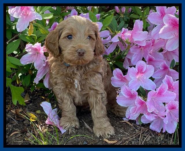 Hunnie Patrick Parson pups 6 wks old 51