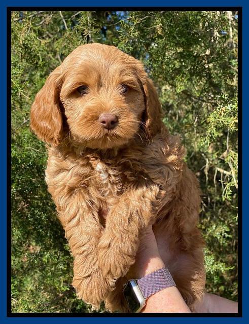 Hunnie Patrick Parson pups 7 wks old 21