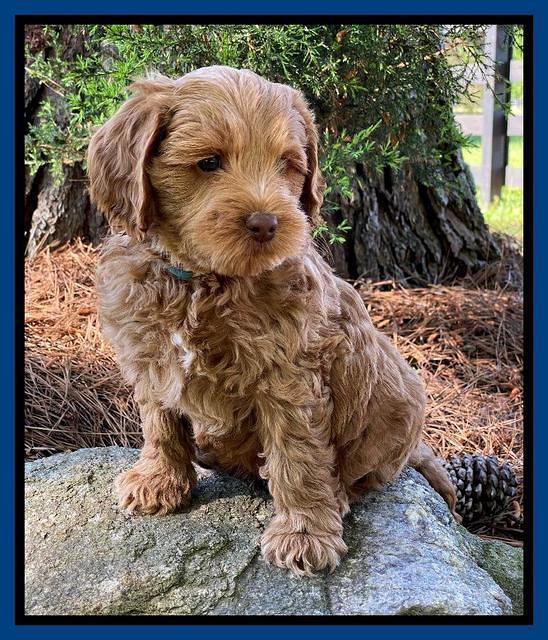 Hunnie Patrick Parson pups 7 wks old 31