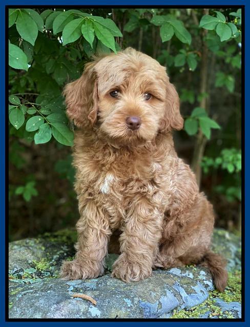 hunnie Patrick Parson 8 wks old 41