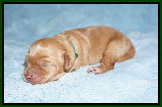 Hunnie Patrick Parson pups 1 wk old 81