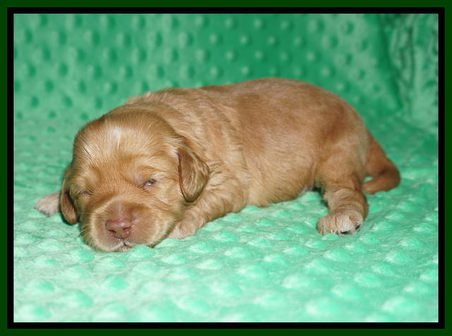 Hunnie Patrick Parson pups 2 wks old 91