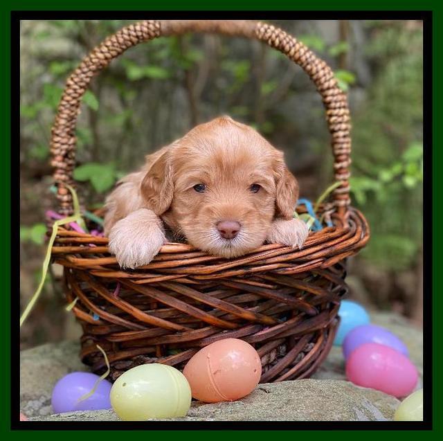 Hunnie Patrick Parson pups 4 wks old 191