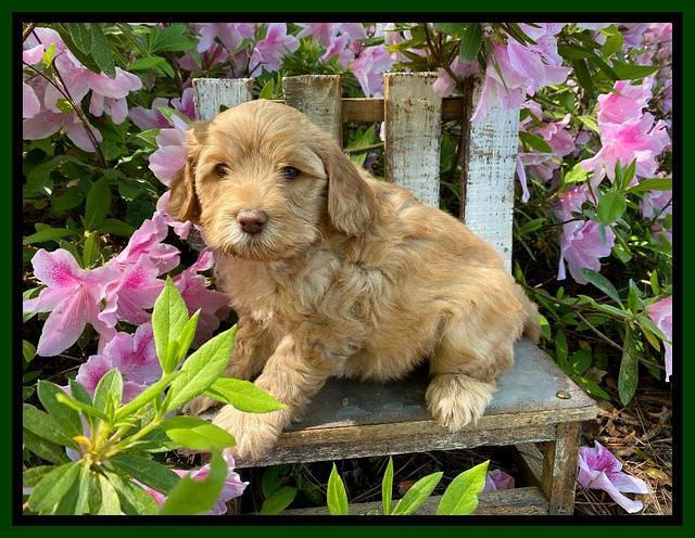 Hunnie Patrick Parson pups 6 wks old 141