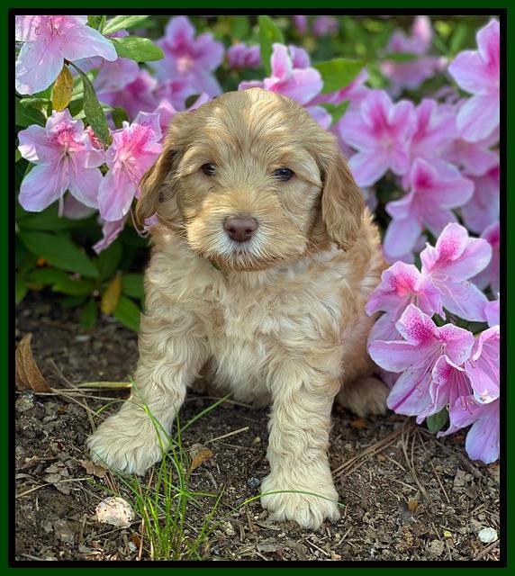 Hunnie Patrick Parson pups 6 wks old 151