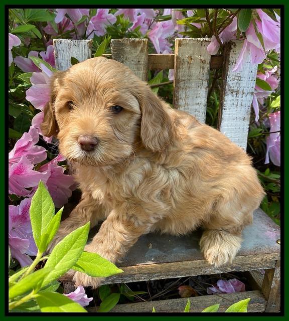 Hunnie Patrick Parson pups 6 wks old 161