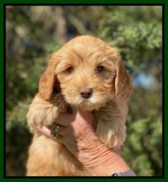 Hunnie Patrick Parson pups 7 wks old 111