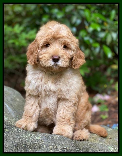 hunnie Patrick Parson 8 wks old 11300