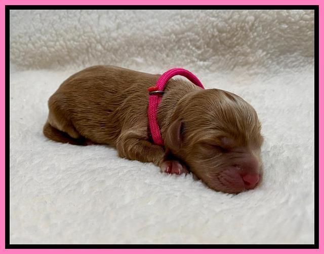 Hunnie Patrick Parson Newborn 81