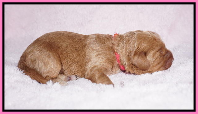 Hunnie Patrick Parson pups 1 wk old 61