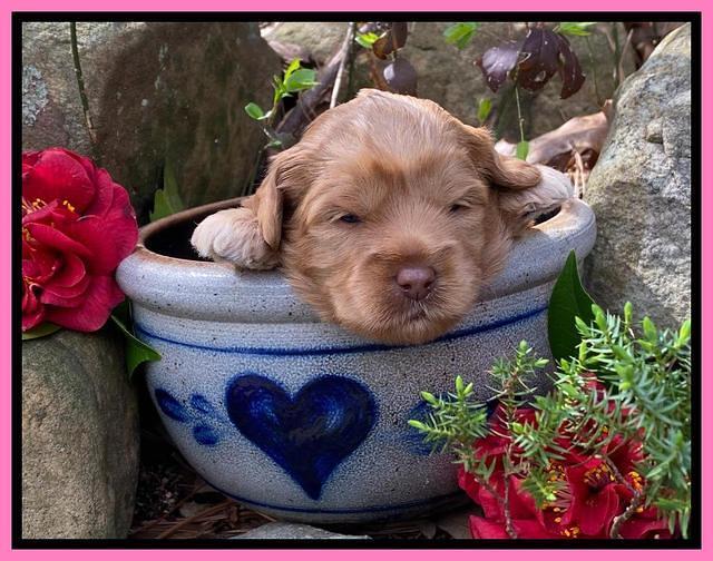 Hunnie Patrick Parson pups 3 wks old 91