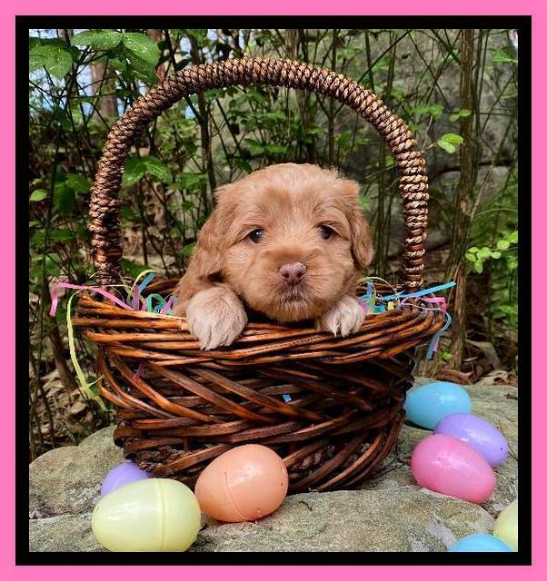 Hunnie Patrick Parson pups 4 wks old 111