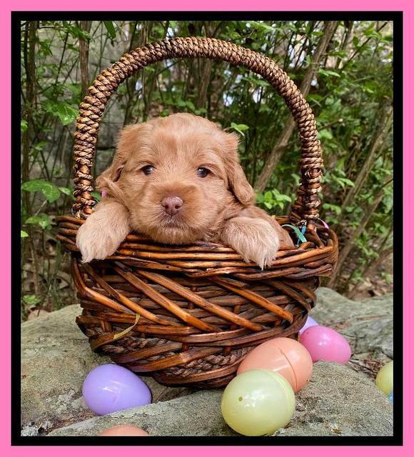 Hunnie Patrick Parson pups 4 wks old 131