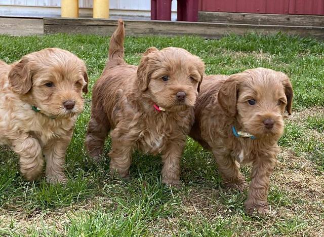 Hunnie Patrick Parson pups 5 wks old 351