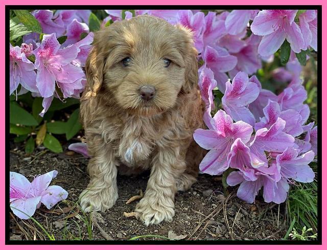 Hunnie Patrick Parson pups 6 wks old 121