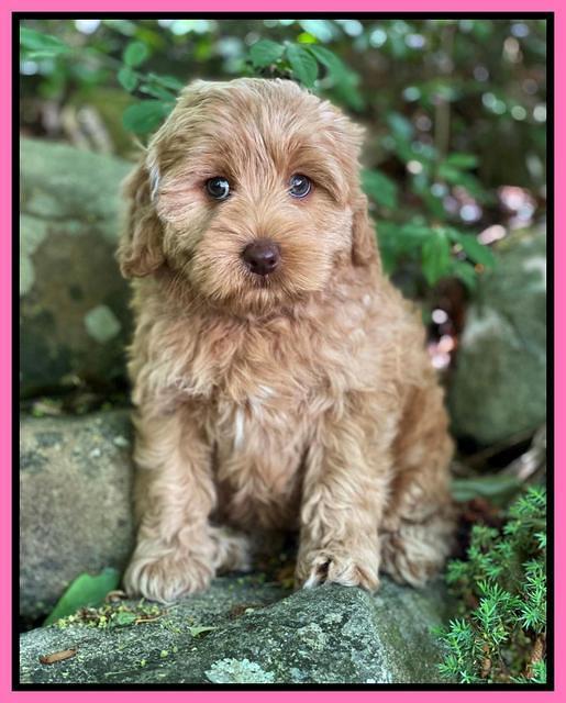 hunnie Patrick Parson 8 wks old 81