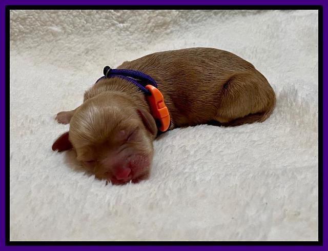 Hunnie Patrick Parson Newborn 131