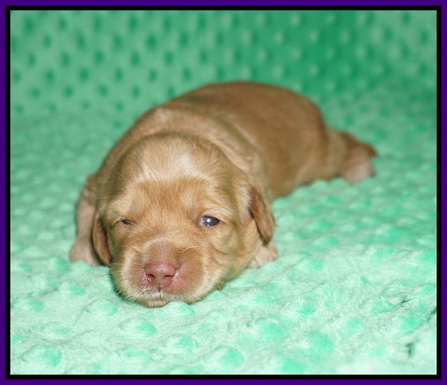 Hunnie Patrick Parson pups 2 wks old 111