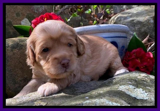 Hunnie Patrick Parson pups 3 wks old 141