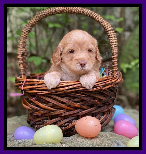 Hunnie Patrick Parson pups 4 wks old 211