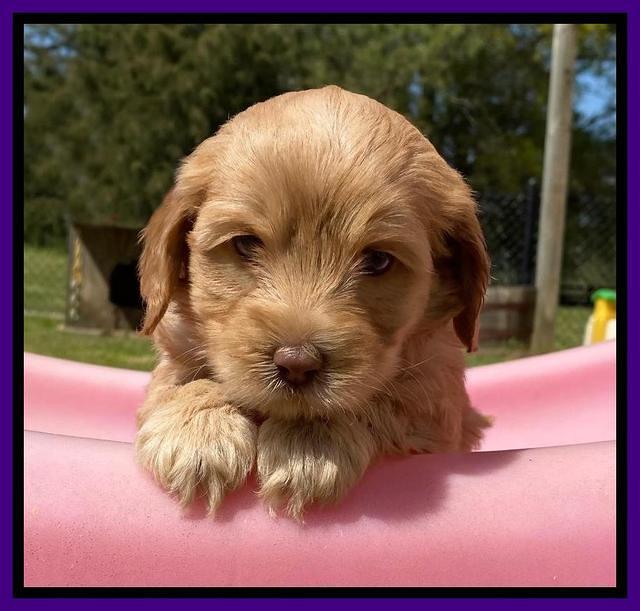 Hunnie Patrick Parson pups 5 wks old 191