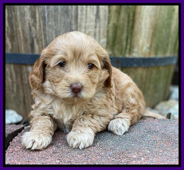 Hunnie Patrick Parson pups 5 wks old 201