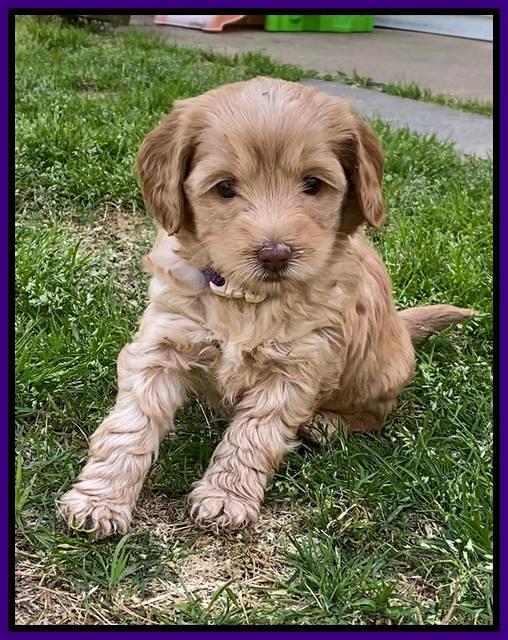 Hunnie Patrick Parson pups 5 wks old 221