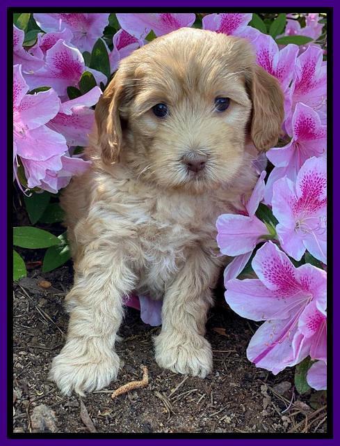 Hunnie Patrick Parson pups 6 wks old 191