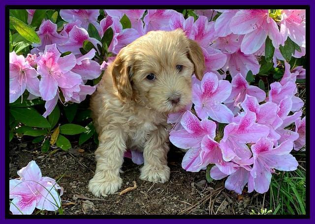 Hunnie Patrick Parson pups 6 wks old 211