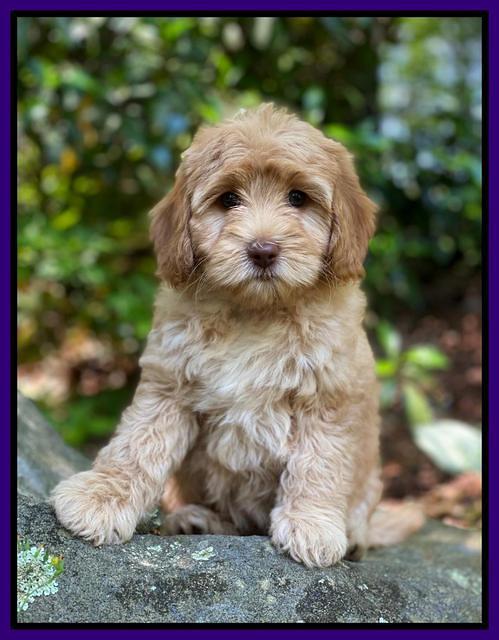 hunnie Patrick Parson 8 wks old 241