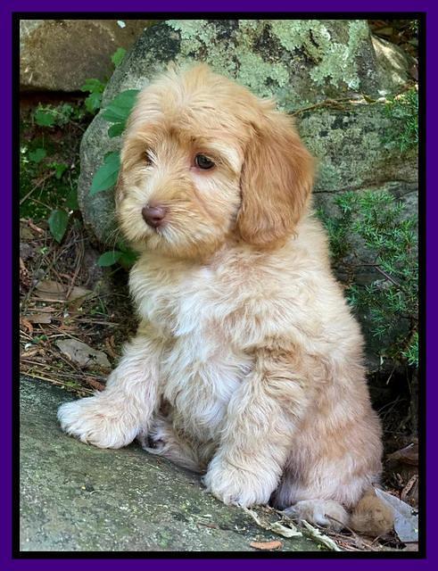 hunnie Patrick Parson 8 wks old 251