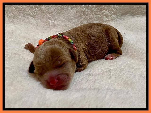 Hunnie Patrick Parson Newborn 161