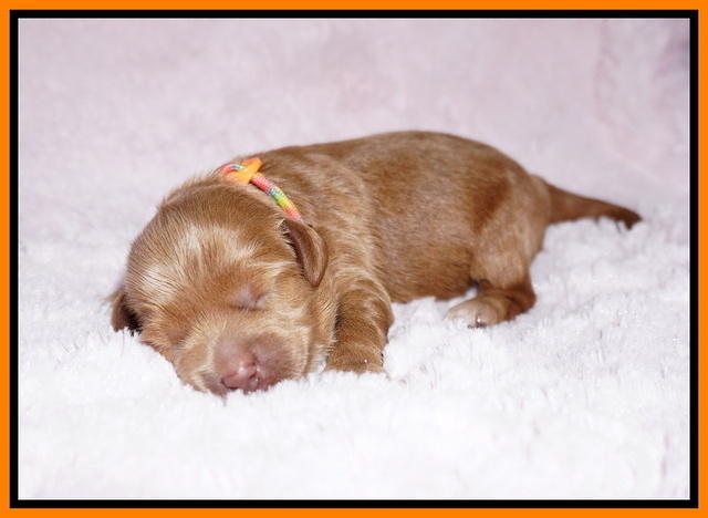 Hunnie Patrick Parson pups 1 wk old 131