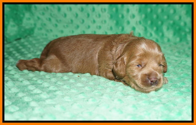 Hunnie Patrick Parson pups 2 wks old 161