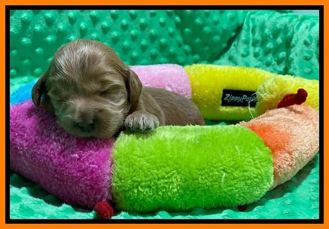 Hunnie Patrick Parson pups 2 wks old 171