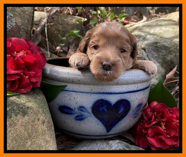 Hunnie Patrick Parson pups 3 wks old 241