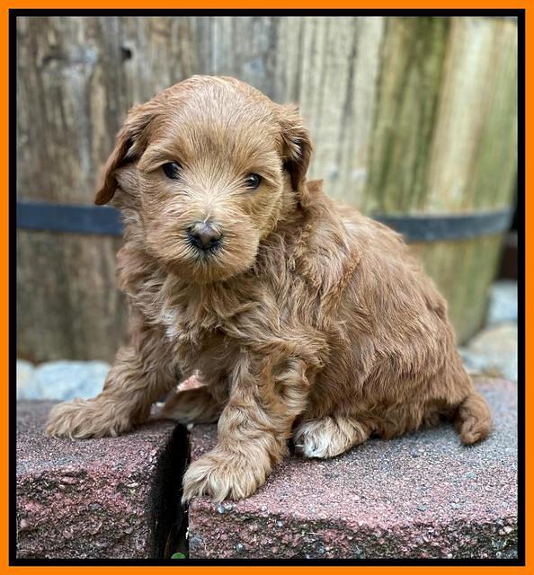 Hunnie Patrick Parson pups 5 wks old 231
