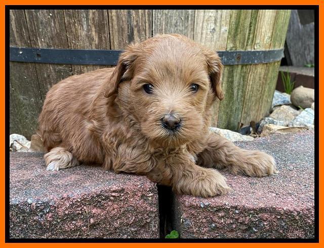 Hunnie Patrick Parson pups 5 wks old 251