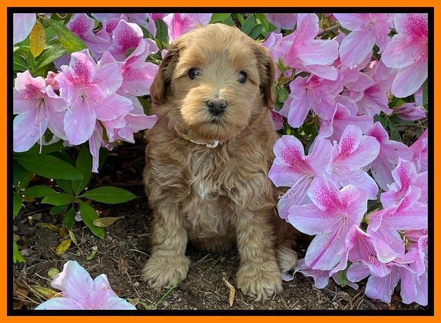 Hunnie Patrick Parson pups 6 wks old 251