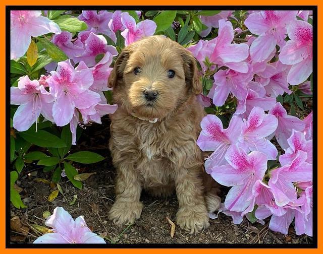 Hunnie Patrick Parson pups 6 wks old 271