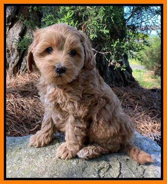 Hunnie Patrick Parson pups 7 wks old 191