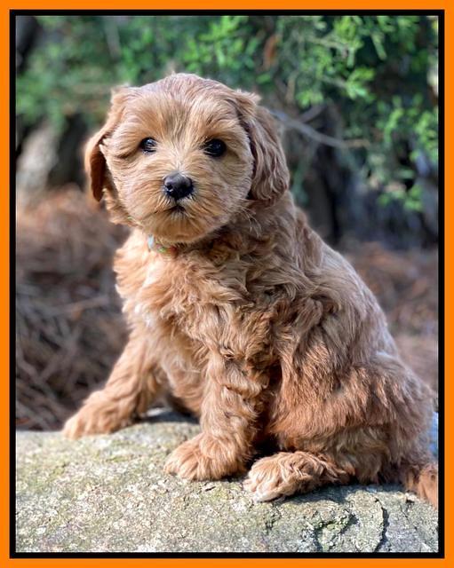 Hunnie Patrick Parson pups 7 wks old 201