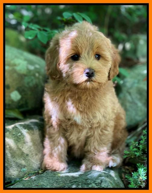 hunnie Patrick Parson 8 wks old 221